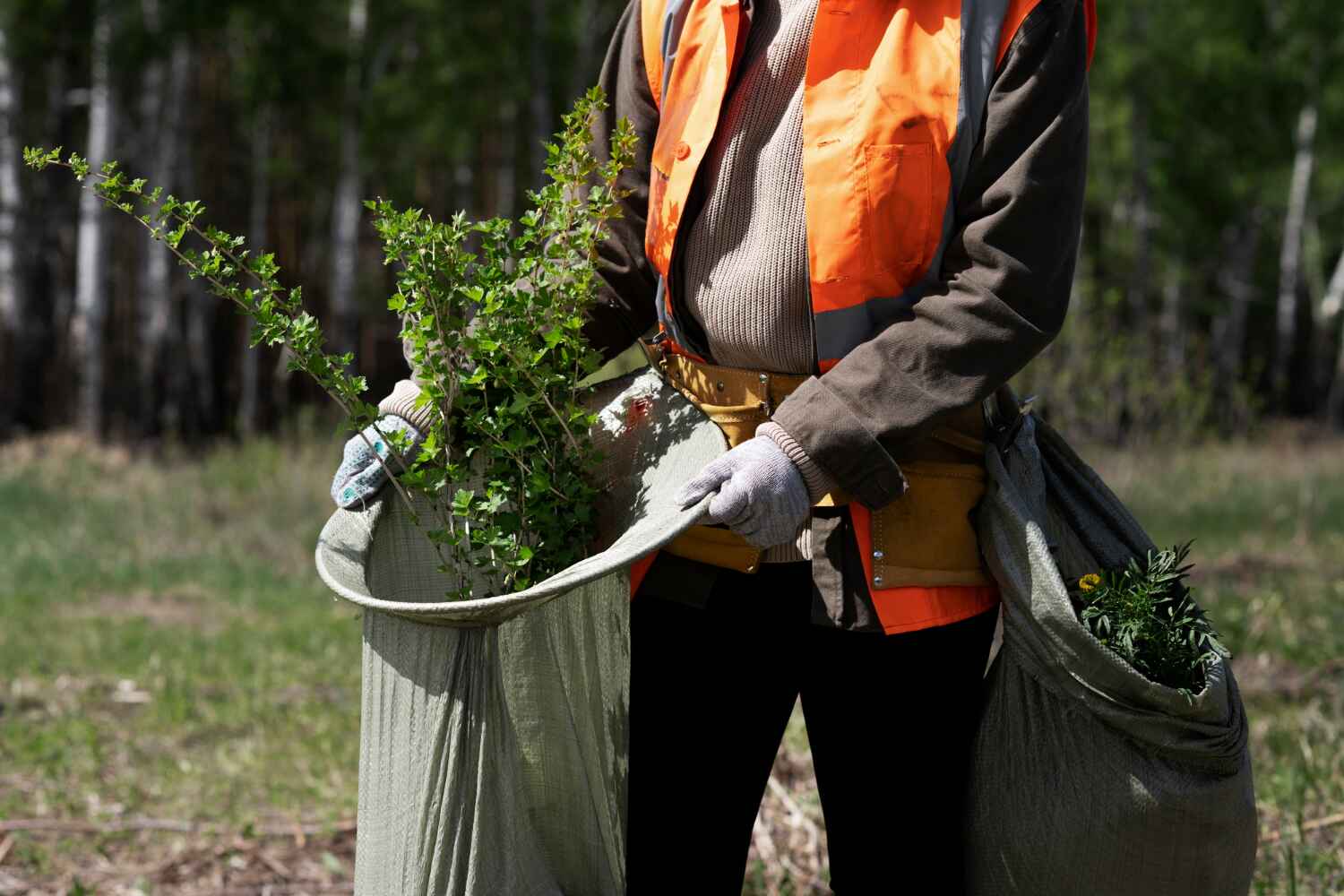 Best Arborist Services Near Me  in Cedar Hill, TX